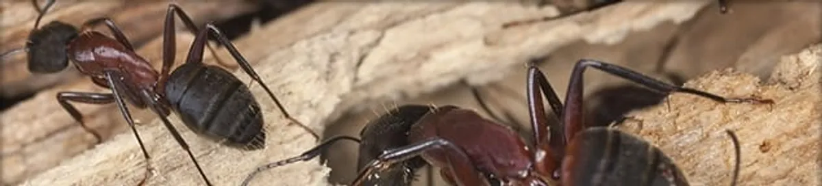 Close-up of ants on wood showing an active ant infestation in Reno, NV