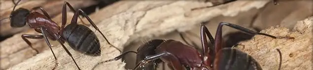 Close-up of ants on wood showing an active ant infestation in Reno, NV
