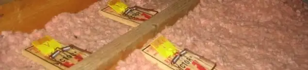 Mouse traps placed in an attic for rodent control in Reno, NV