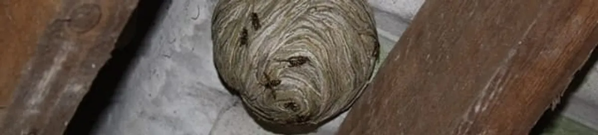 Wasp nest in an attic space, a common home infestation risk in Reno, NV