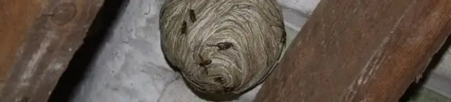 Wasp nest in an attic space, a common home infestation risk in Reno, NV