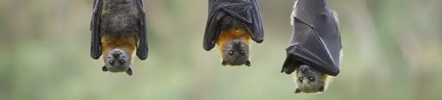 Bats roosting together, a common sign of a bat infestation in Reno, NV