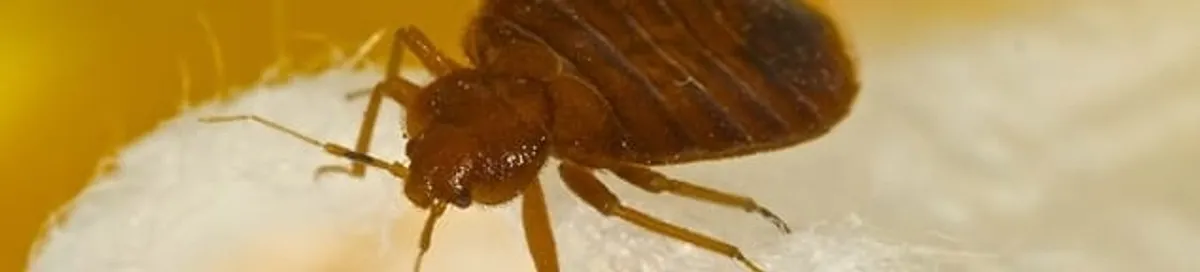 Close-up of a bed bug, a sign of an active infestation in Reno, NV