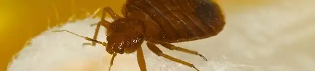 Close-up of a bed bug, a sign of an active infestation in Reno, NV