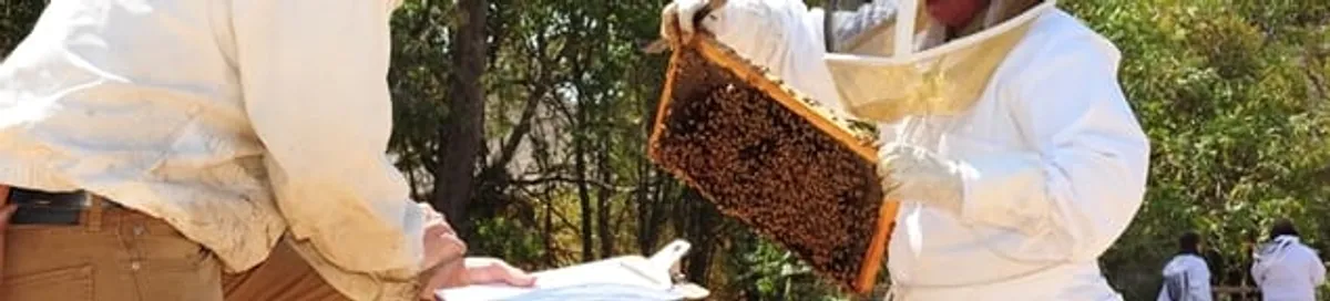Bee removal specialists relocating a hive and honeycomb safely in Reno, NV