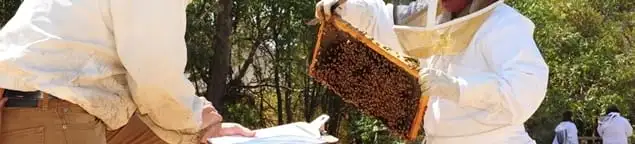 Bee removal specialists relocating a hive and honeycomb safely in Reno, NV