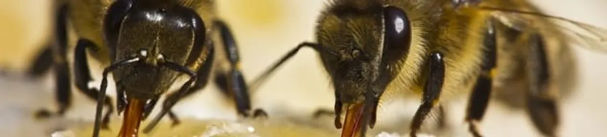 Close-up of honey bees, a sign of a nearby hive in Reno, NV