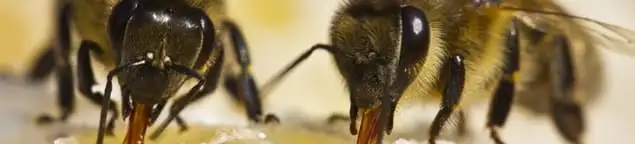 Close-up of honey bees, a sign of a nearby hive in Reno, NV