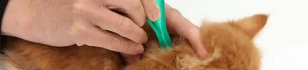 Flea treatment for pets using a flea comb, a sign of flea problems in Reno, NV