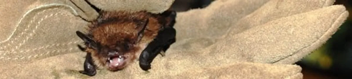 Bat removal specialist holding a bat safely during humane exclusion in Reno, NV