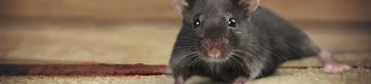 Mouse indoors, a common sign of a rodent infestation in Reno, NV