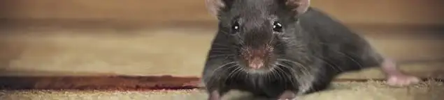 Mouse indoors, a common sign of a rodent infestation in Reno, NV