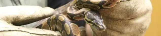 Snake removal specialist safely handling a snake with protective gloves in Reno, NV