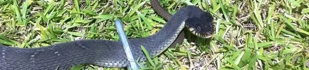 Snake in a yard, a common sign of a snake problem near a home in Reno, NV