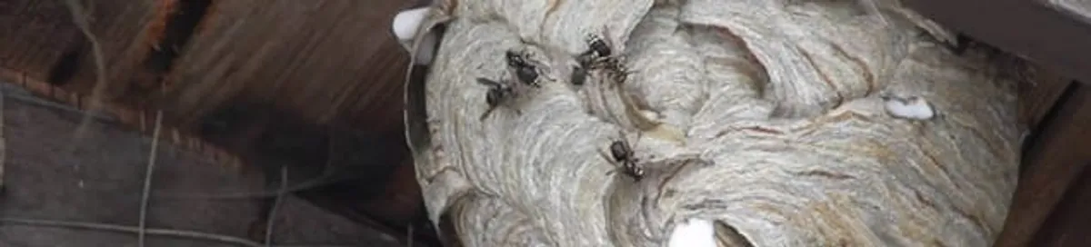Close-up of a wasp nest with active wasps, a sign of an infestation in Reno, NV
