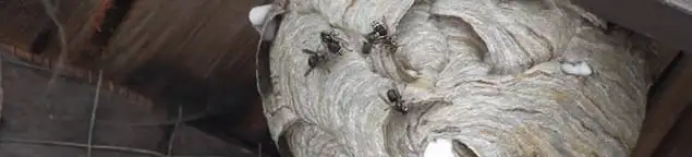 Close-up of a wasp nest with active wasps, a sign of an infestation in Reno, NV